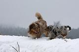 BERGER AUSTRALIEN - ADULT & PUPPY 060